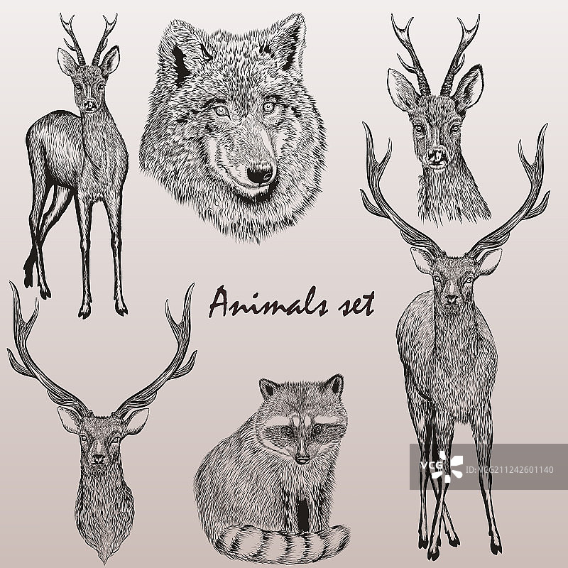 用于设计的高精度动物素材合集图片素材