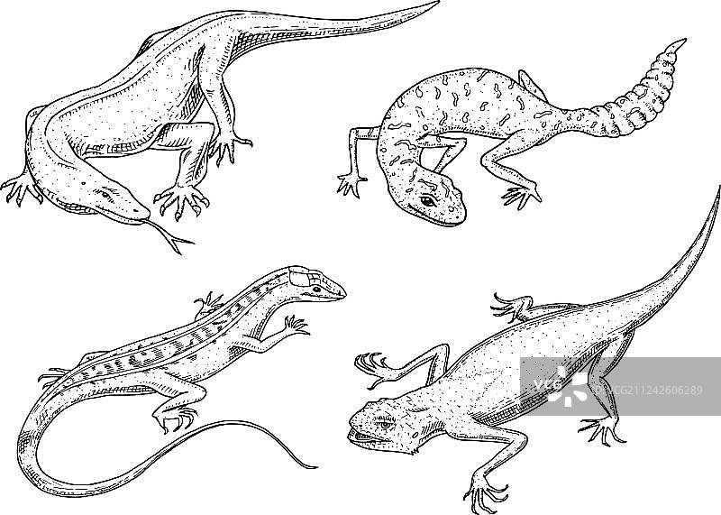 科莫多巨蜥图片素材