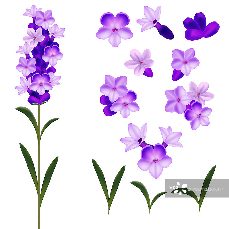逼真细致的3D薰衣草花朵套装图片素材