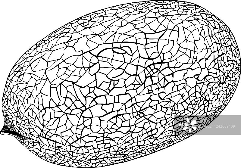 完整新鲜成熟甜哈密瓜图片素材