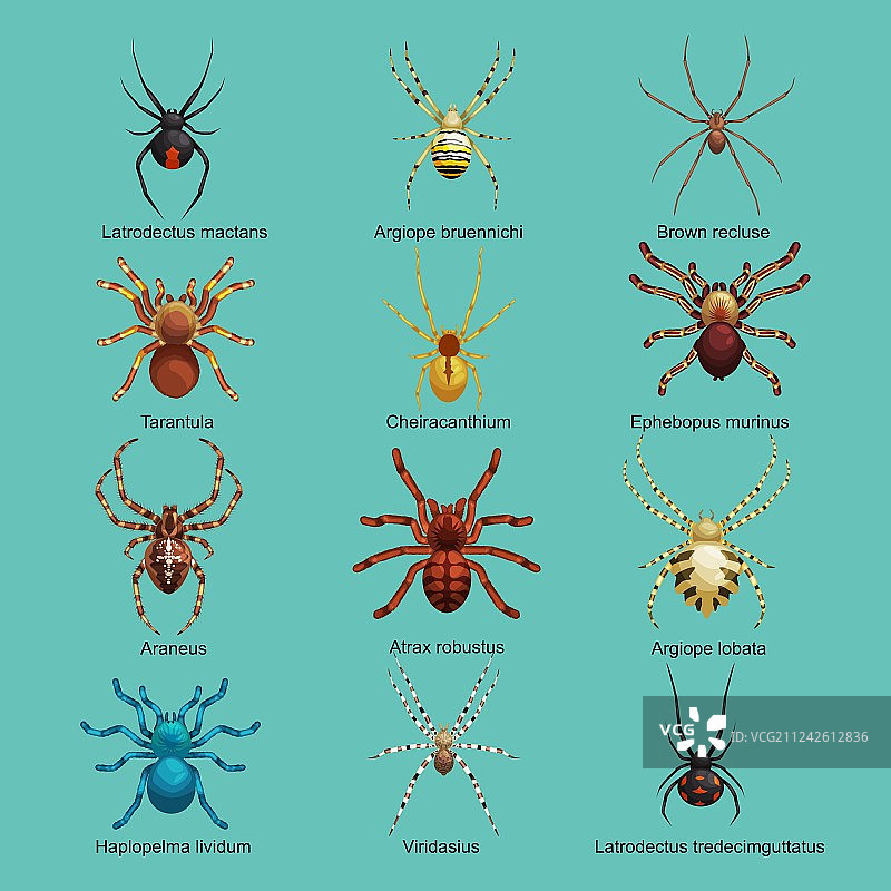 危险昆虫蜘蛛卡通合集图片素材