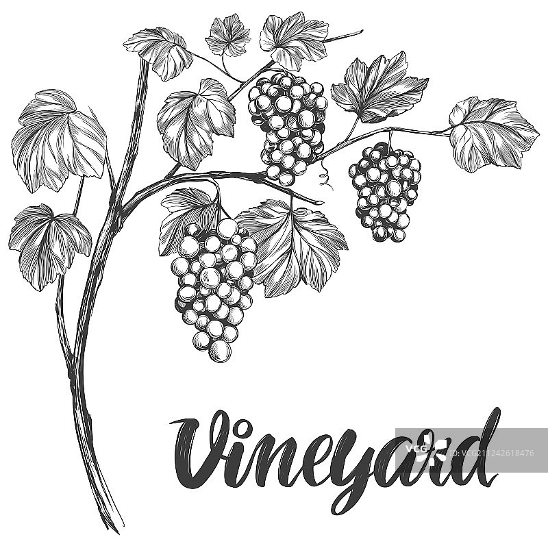 手绘葡萄藤书法文字图片素材