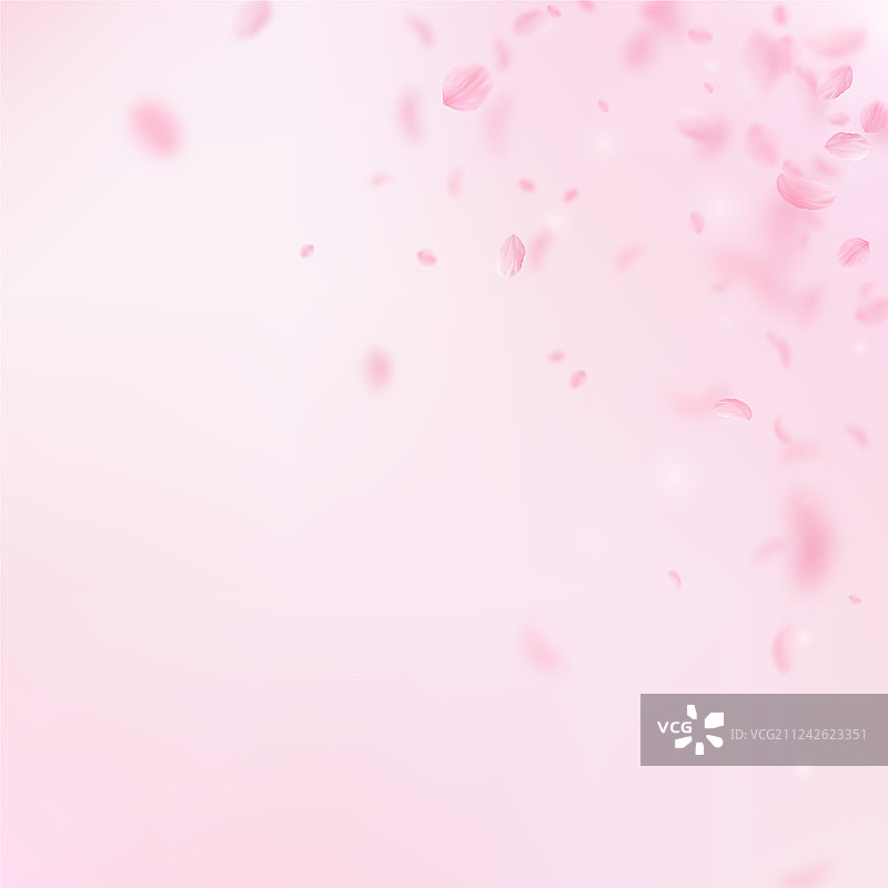 樱花花瓣飘落，浪漫的粉红色花朵图片素材