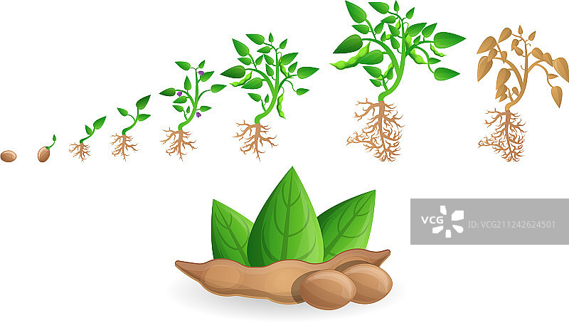 卡通风格的大豆图标集图片素材