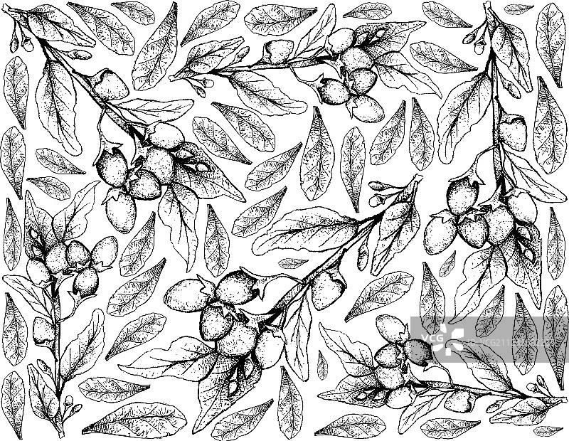 白色背景上的手绘枸杞图片素材