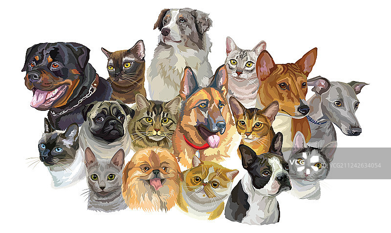 猫狗品种合集图片素材