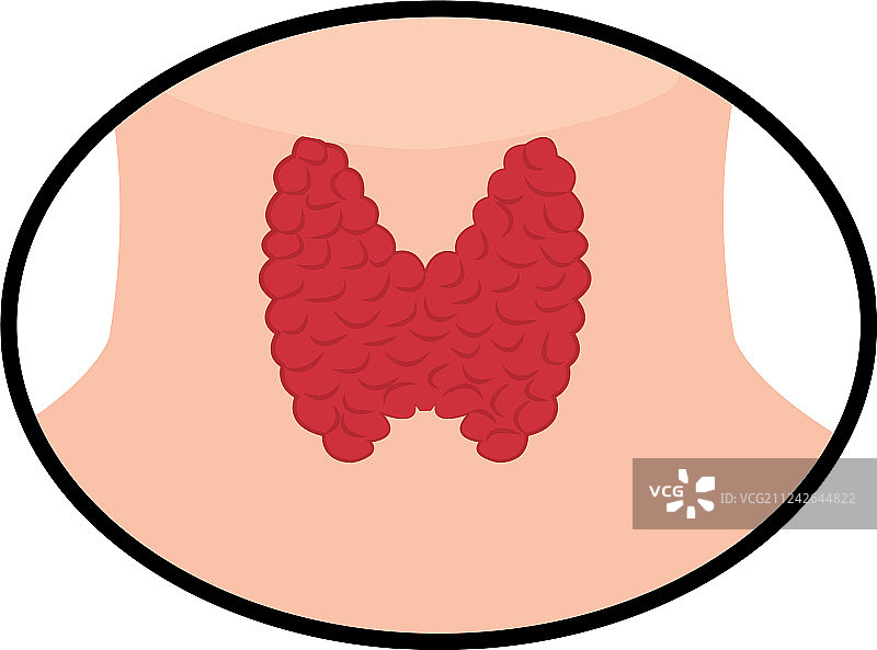 白色背景上的甲状腺图片素材