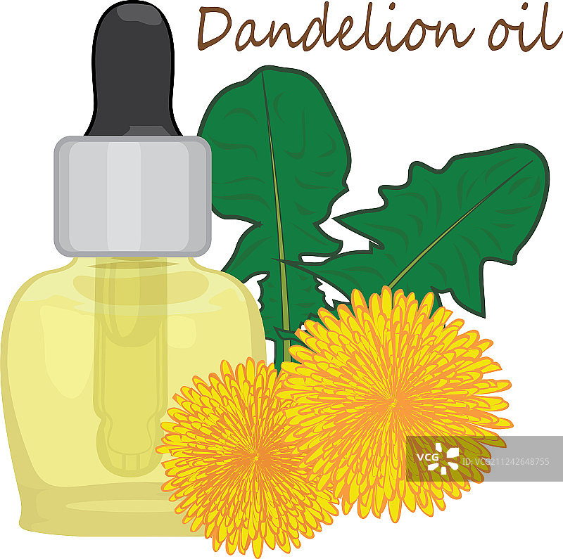 蒲公英精油图片素材