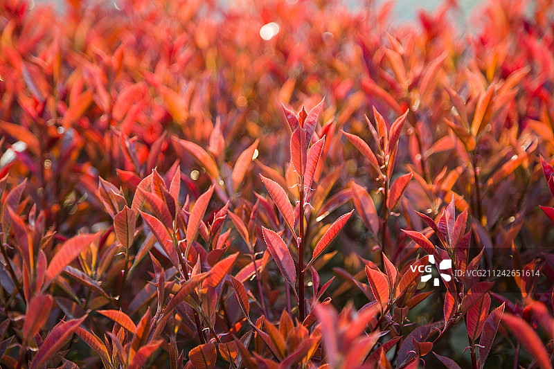 石楠植物红色图片素材