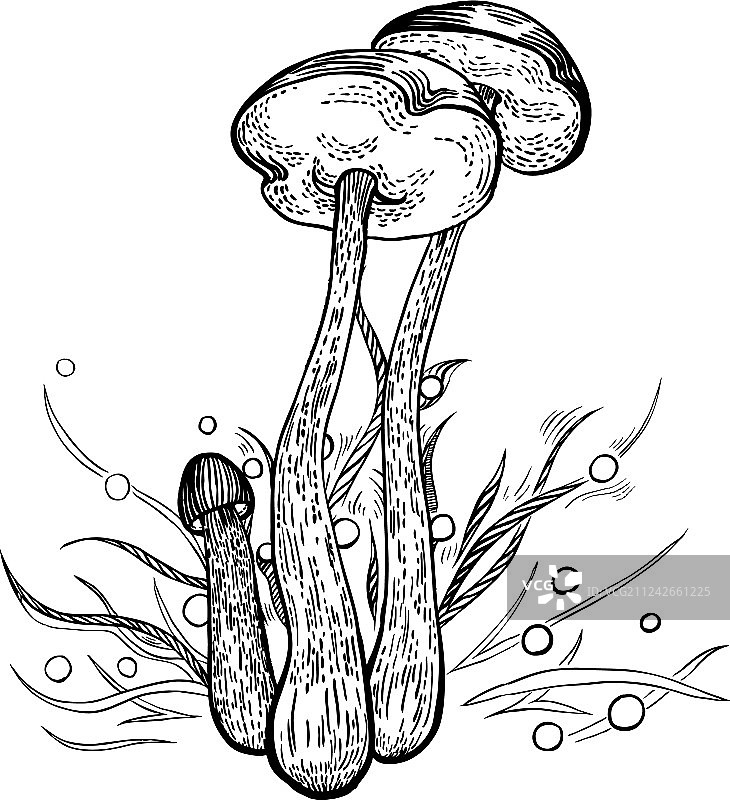 褐盖牛肝菌图片素材