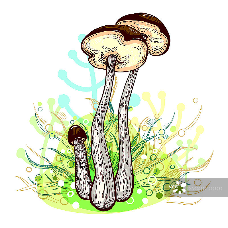 褐盖牛肝菌图片素材