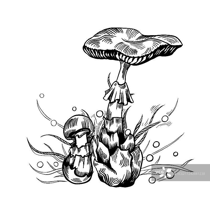 致命的毒伞菌图片素材