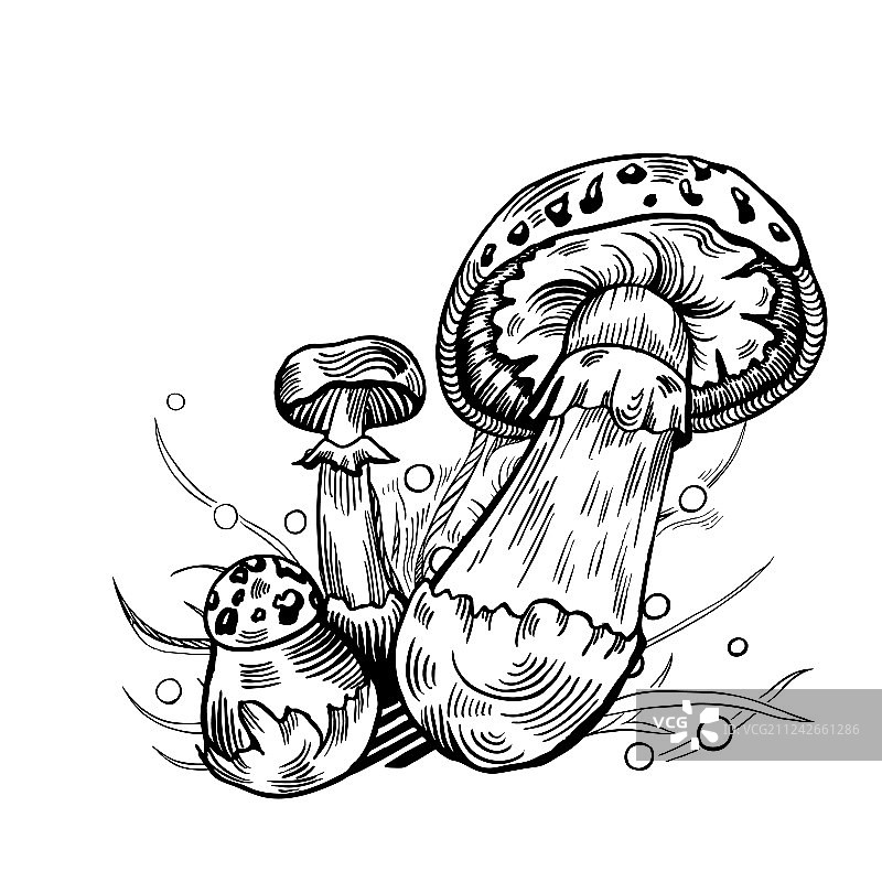 假死帽蘑菇图片素材