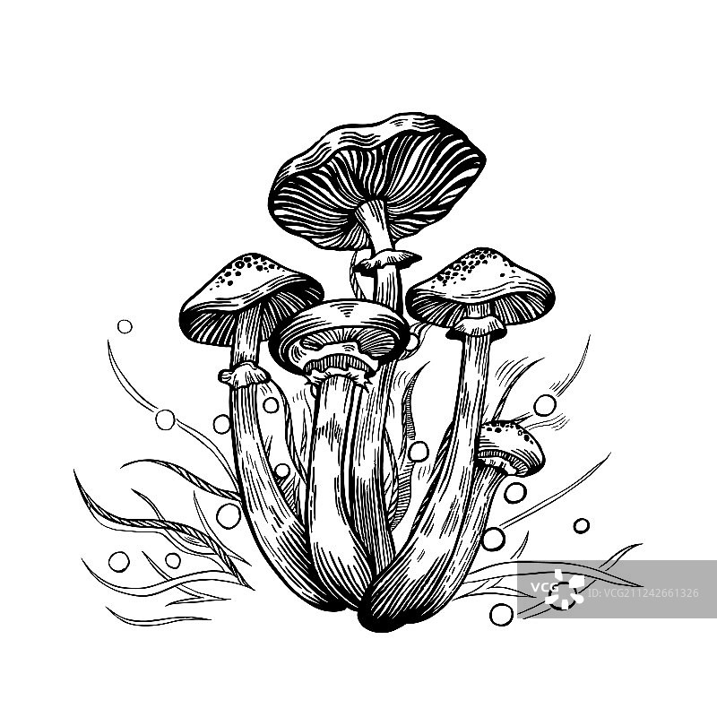 蜜环菌蘑菇图片素材