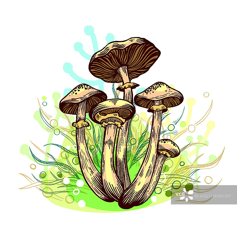 蜜环菌蘑菇图片素材