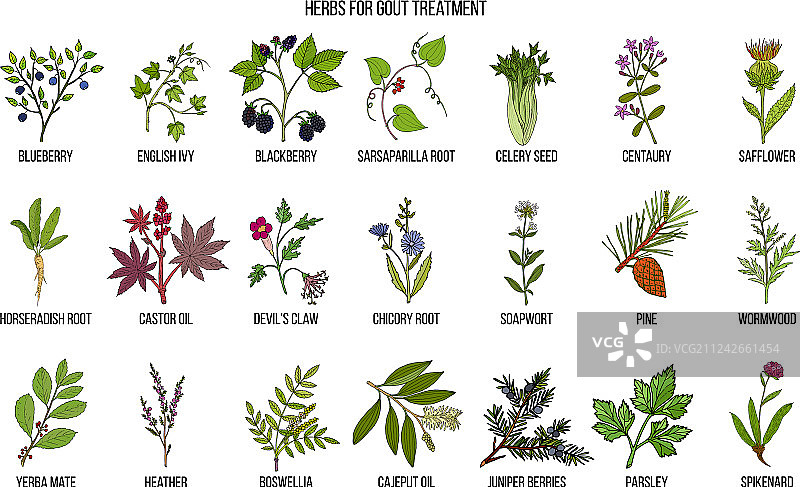用于治疗痛风的天然草药合集图片素材
