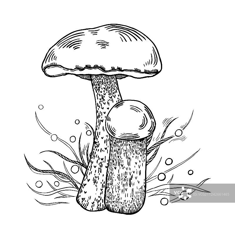 红帽牛肝菌图片素材