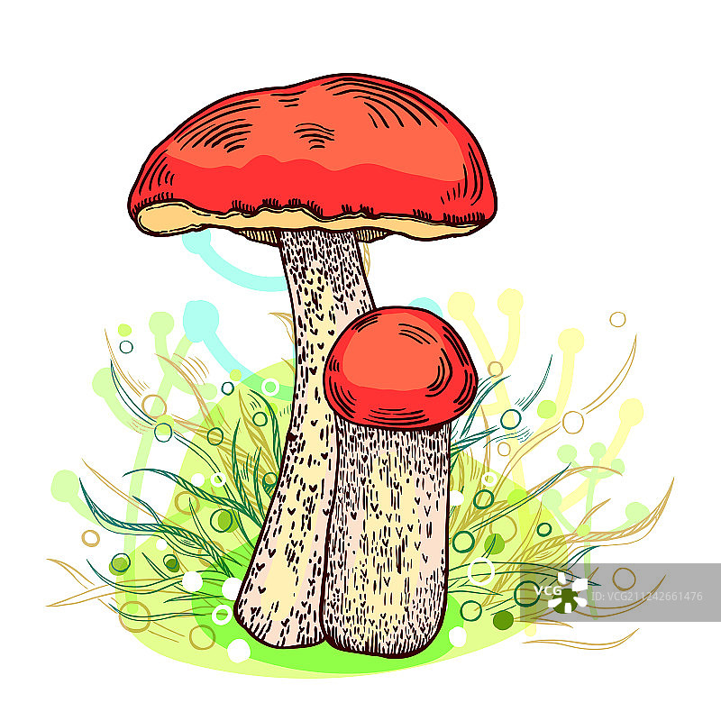 红帽牛肝菌图片素材