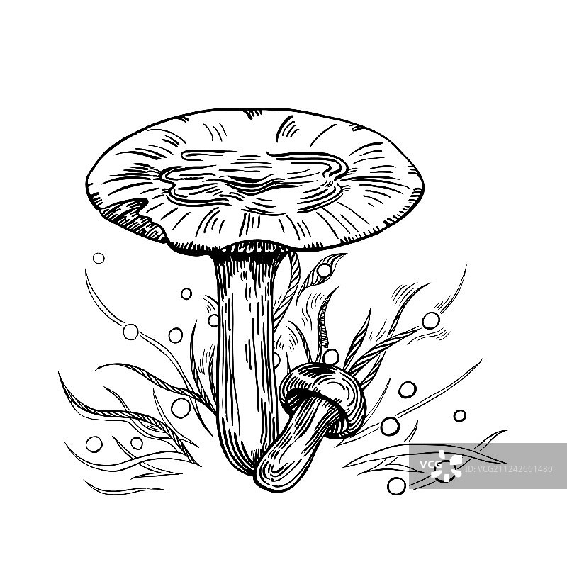 红菇图片素材