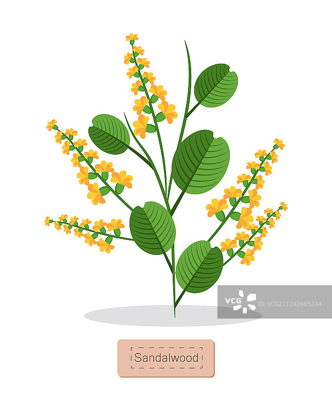 带有草药的檀香海报图片素材