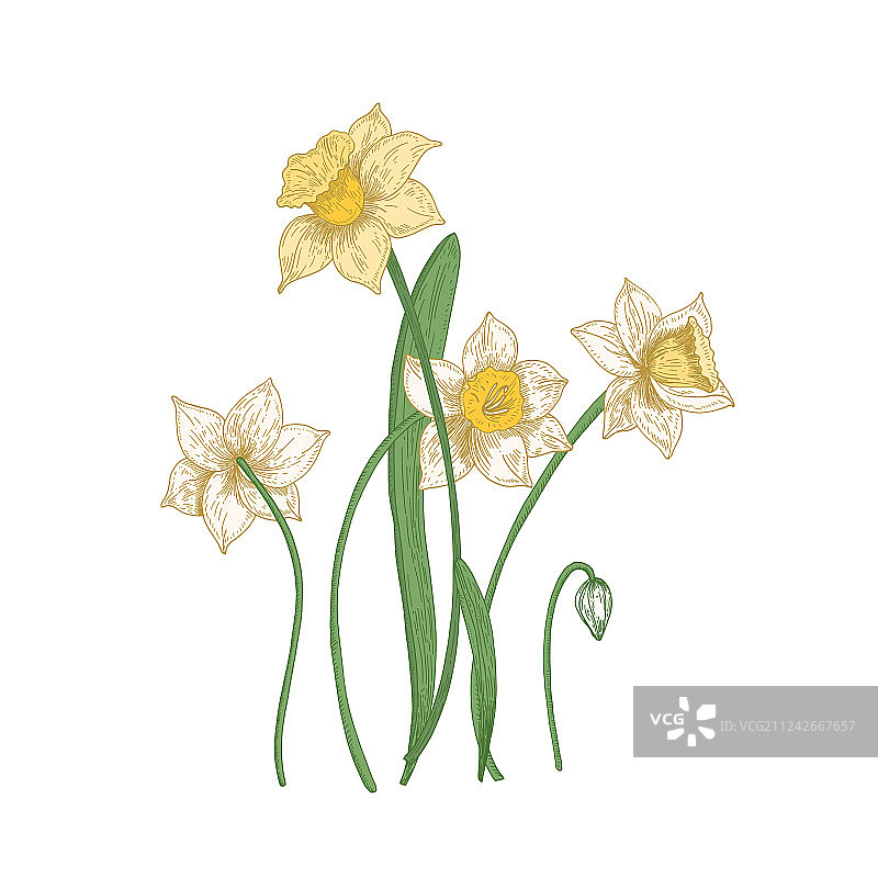 盛开的娇嫩水仙花图片素材