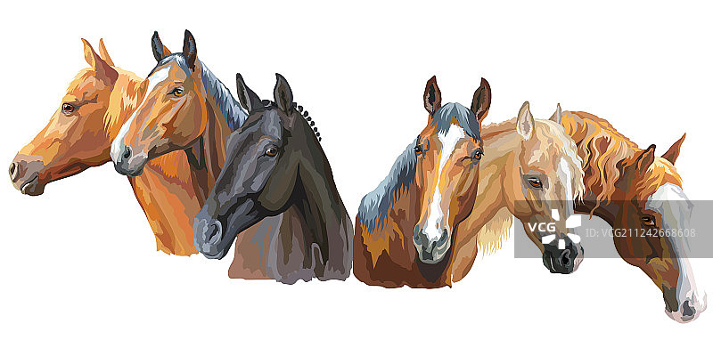 马品种合集2图片素材