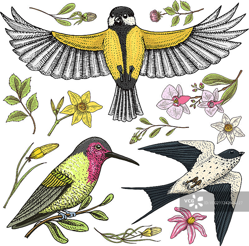 家燕、燕雀和山雀图片素材