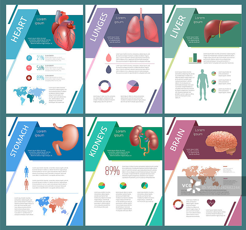 人体内部器官信息图：脾脏图片素材
