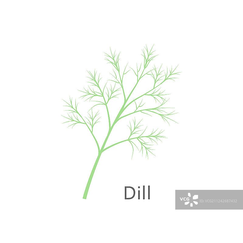 白色背景上的新鲜莳萝图片素材