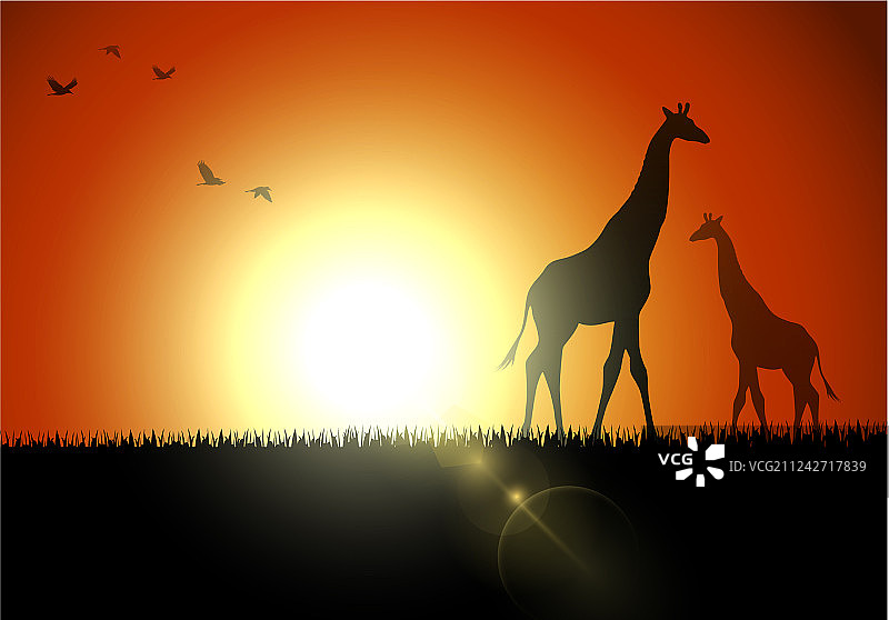 日落时分稀树草原上的长颈鹿剪影图片素材