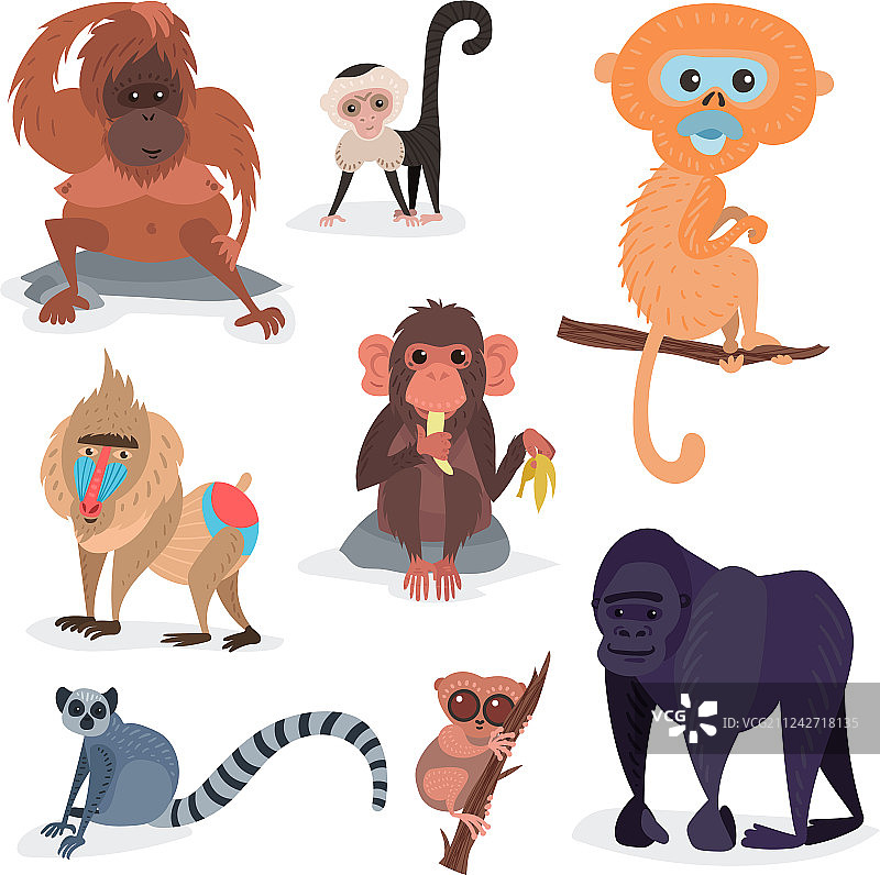 不同的面包，猴子性格动物野生动物园图片素材