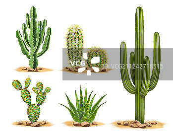 沙漠沙石中的仙人掌植物图片素材