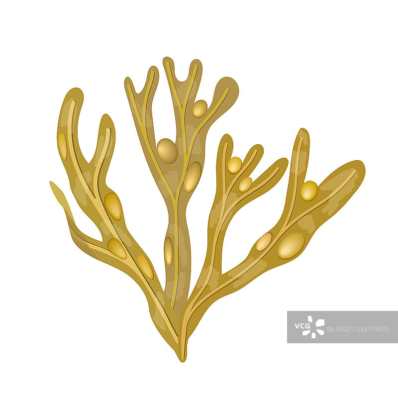 墨角藻海藻图片素材