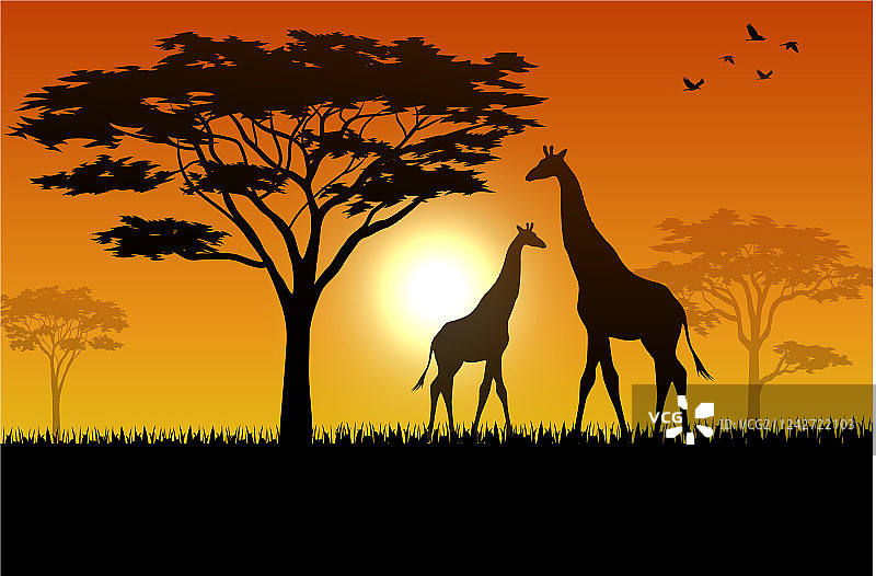 稀树草原上的长颈鹿剪影图片素材