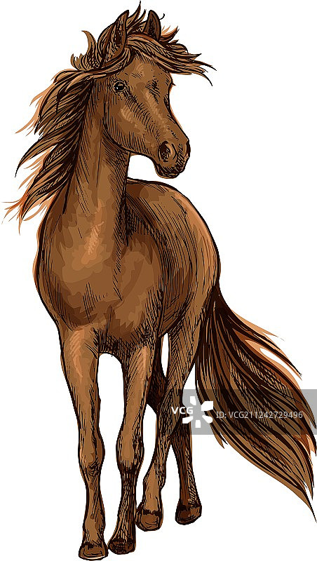 阿拉伯海湾种马棕色马的素描图片素材