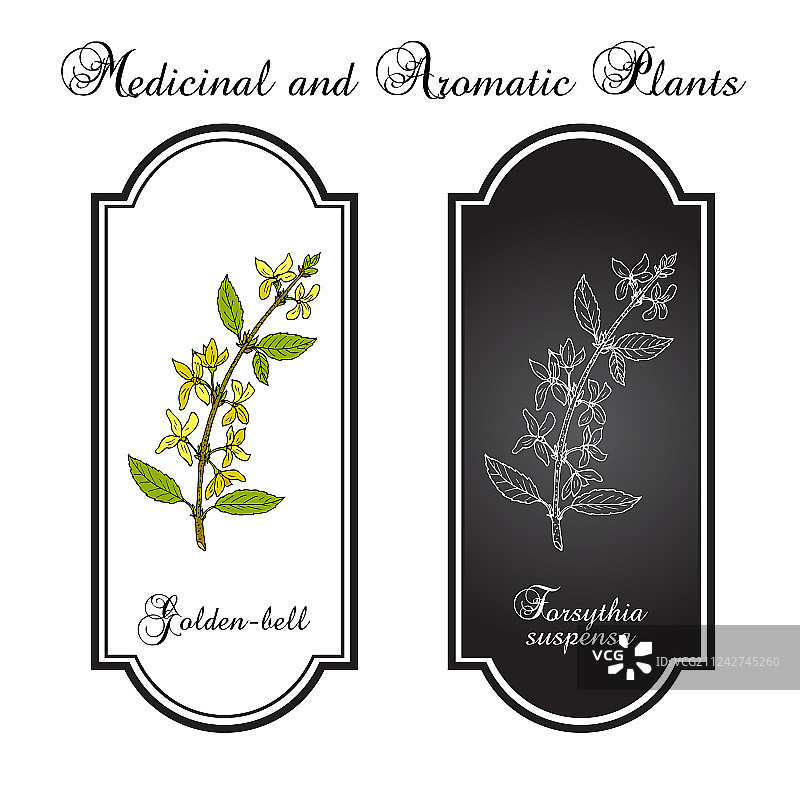 连翘中草药金色铃铛图片素材