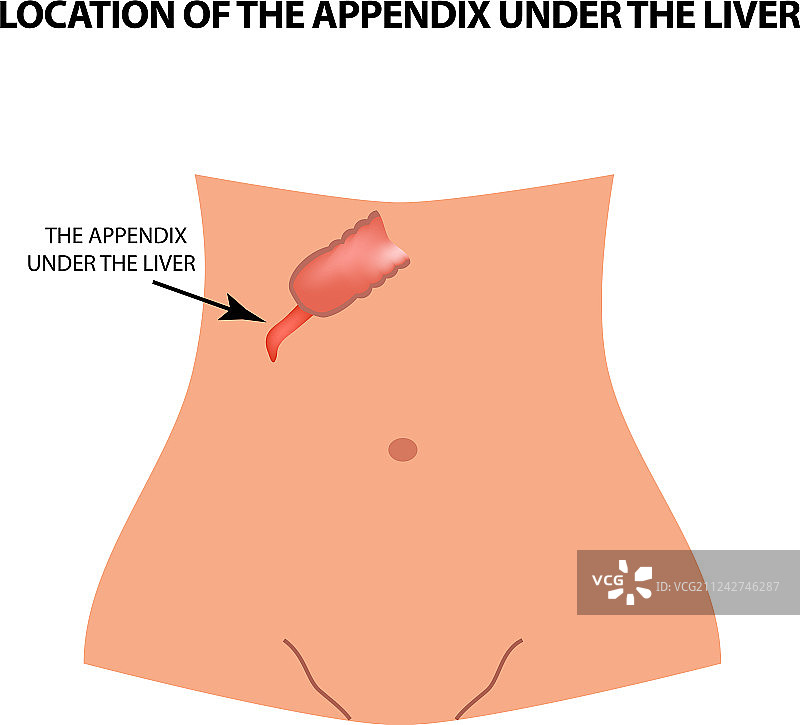 肝脏下方阑尾的位置图片素材