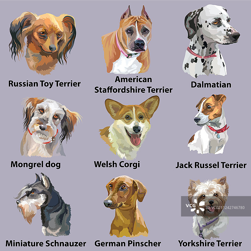 犬种肖像-3图片素材