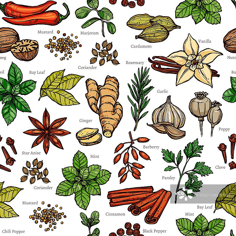 香草和香料彩色素描图案图片素材