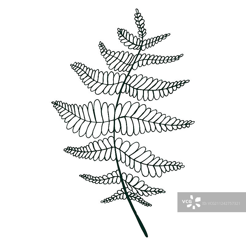 蕨类叶子图案涂色页图片素材