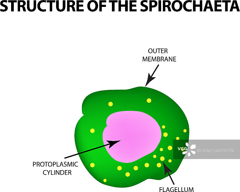 螺旋体苍白密螺旋体结构图片素材