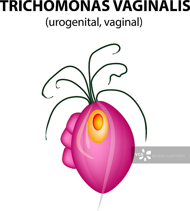 阴道毛滴虫结构滴虫病图片素材
