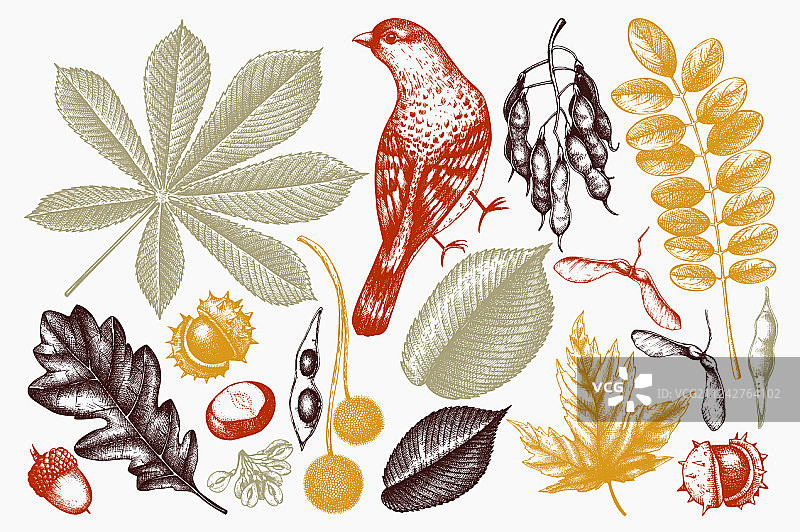 小鸟与秋季系列图片素材