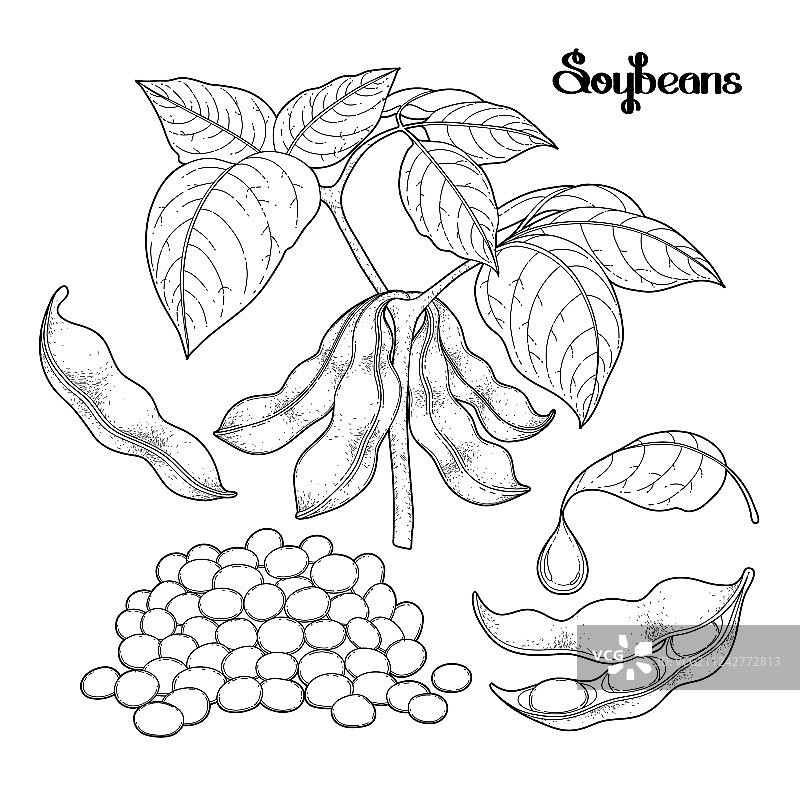 大豆合集图片素材