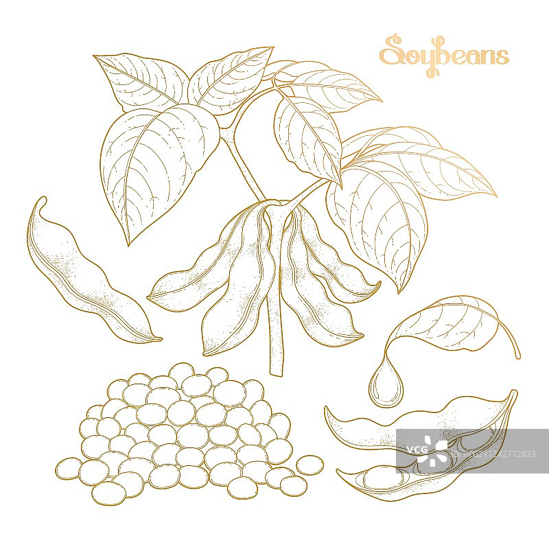 大豆合集图片素材