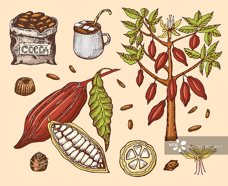 天然有机可可豆与热巧克力图片素材