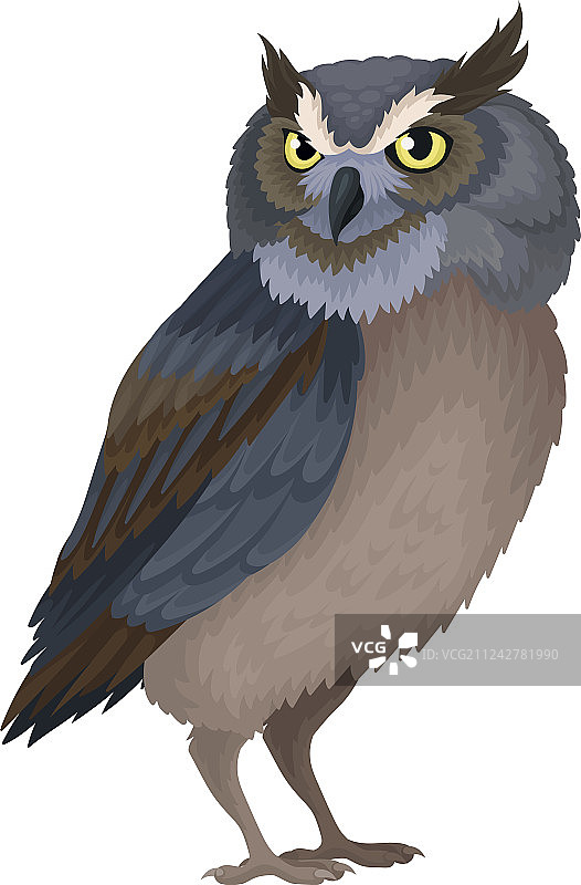 黄眼睛和蓝棕色羽毛的野生猫头鹰图片素材