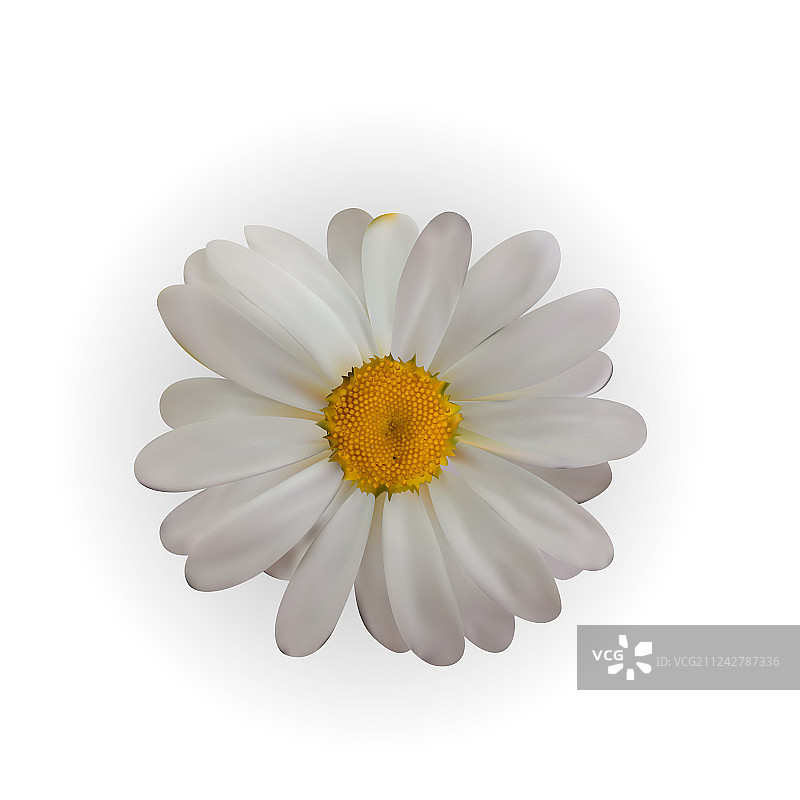 白色背景上的彩色自然风格美丽甘菊图片素材
