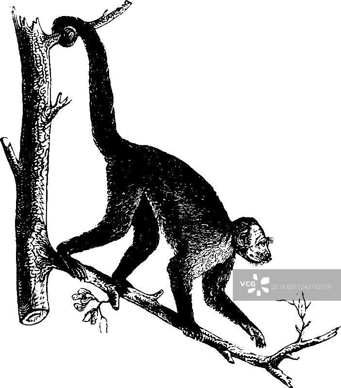 白喉卷尾猴复古风图片素材