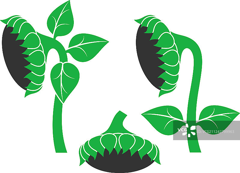 向日葵图片素材